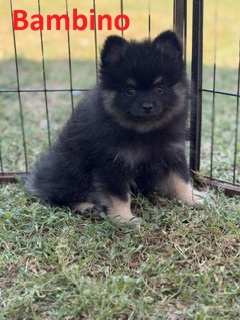 Image de la portée de chiot de l'élévage LE DOMAINE DE BARBARIN