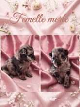 Chiots d'apparence Spitz allemand petit à vendre chez l'éleveur LOVEANGEL PUPPY
