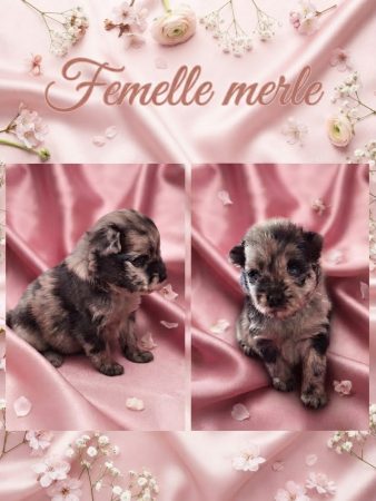 Image de la portée de chiot de l'élévage LOVEANGEL PUPPY