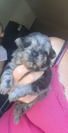 Image de la portée de chiot de l'élévage LOVEANGEL PUPPY