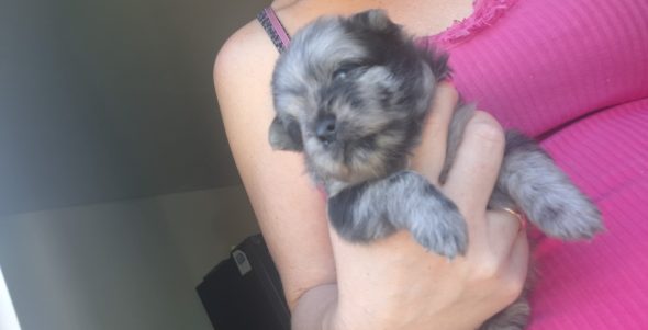 Image de la portée de chiot de l'élévage LOVEANGEL PUPPY