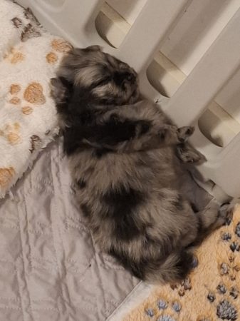 Image de la portée de chiot de l'élévage LOVEANGEL PUPPY