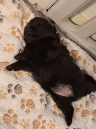 Image de la portée de chiot de l'élévage LOVEANGEL PUPPY