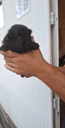 Image de la portée de chiot de l'élévage LOVEANGEL PUPPY