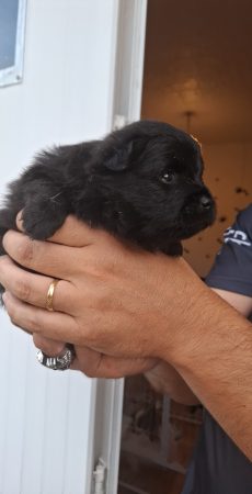 Image de la portée de chiot de l'élévage LOVEANGEL PUPPY