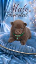 Chiots d'apparence Spitz allemand petit à vendre chez l'éleveur LOVEANGEL PUPPY