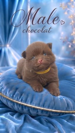 Image de la portée de chiot de l'élévage LOVEANGEL PUPPY