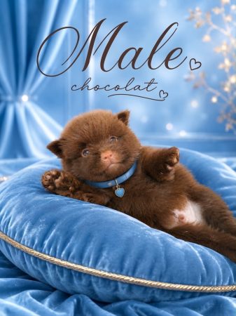 Image de la portée de chiot de l'élévage LOVEANGEL PUPPY