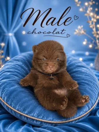 Image de la portée de chiot de l'élévage LOVEANGEL PUPPY