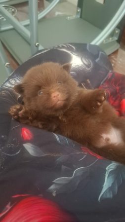Image de la portée de chiot de l'élévage LOVEANGEL PUPPY