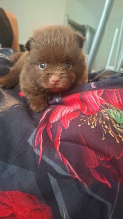Image de la portée de chiot de l'élévage LOVEANGEL PUPPY