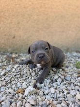 Chiots de race Staffordshire bull terrier à vendre chez l'éleveur DAMAS ADRIEN