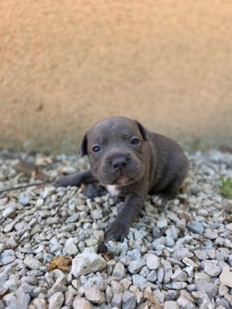 Image de la portée de chiot de l'élévage DAMAS ADRIEN