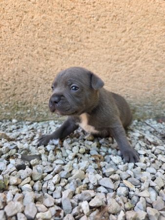 Image de la portée de chiot de l'élévage DAMAS ADRIEN