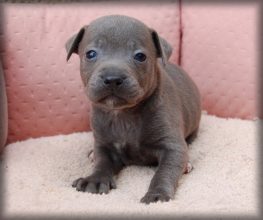 Chiots de race Staffordshire bull terrier à vendre chez l'éleveur DAMAS ADRIEN