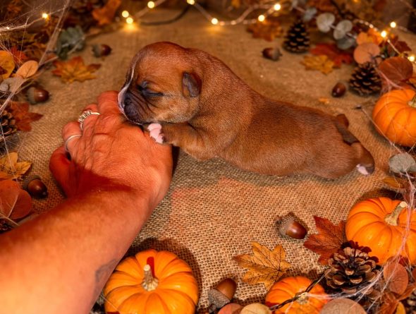Image de la portée de chiot de l'élévage DU CLAN DE SPARTE