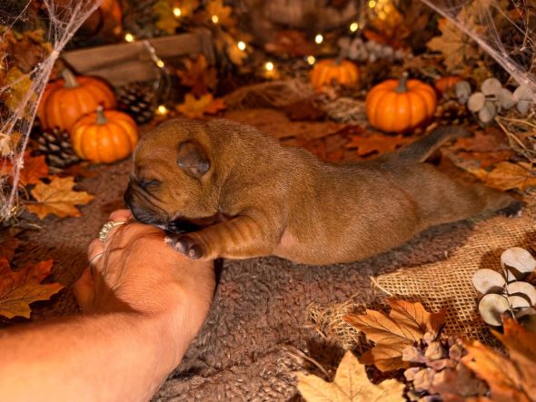 Image de la portée de chiot de l'élévage DU CLAN DE SPARTE