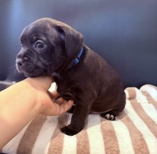Chiots de race Staffordshire bull terrier à vendre chez l'éleveur LES PATTES DU CHANOY