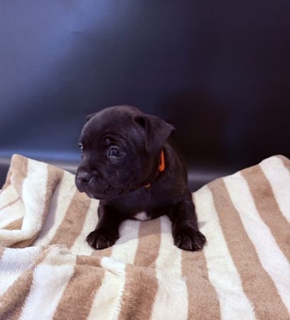 Image de la portée de chiot de l'élévage LES PATTES DU CHANOY