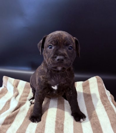 Image de la portée de chiot de l'élévage LES PATTES DU CHANOY