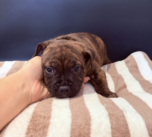 Image de la portée de chiot de l'élévage LES PATTES DU CHANOY