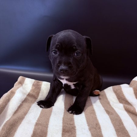 Image de la portée de chiot de l'élévage LES PATTES DU CHANOY
