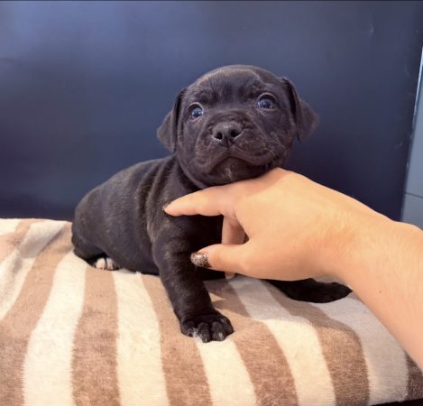 Image de la portée de chiot de l'élévage LES PATTES DU CHANOY