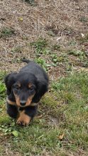 Chiots de race Teckel à vendre chez l'éleveur DES TERRES DES FORGES