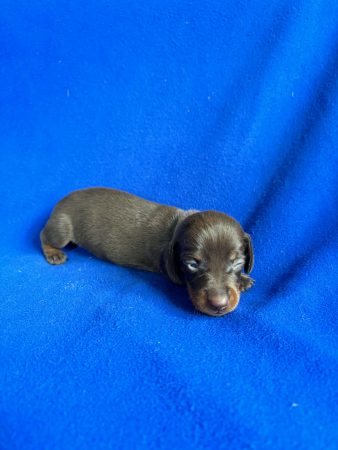 Image de la portée de chiot de l'élévage DOMAINE DE LA TERNOISE