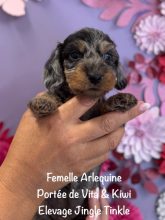 Chiots de race Teckel à vendre chez l'éleveur EARL CRACKERS