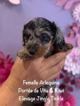 Chiots de race Teckel à vendre chez l'éleveur EARL CRACKERS