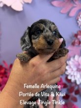 Chiots de race Teckel à vendre chez l'éleveur EARL CRACKERS