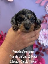 Chiots de race Teckel à vendre chez l'éleveur EARL CRACKERS