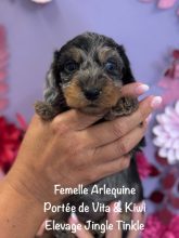 Chiots de race Teckel à vendre chez l'éleveur EARL CRACKERS
