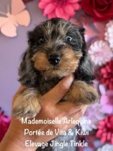 Chiots de race Teckel à vendre chez l'éleveur EARL CRACKERS