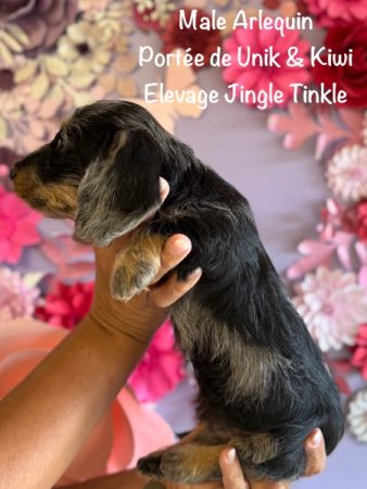 Image de la portée de chiot de l'élévage EARL CRACKERS