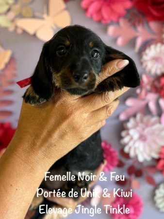 Image de la portée de chiot de l'élévage EARL CRACKERS