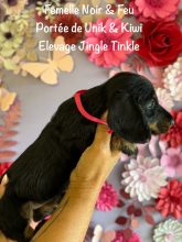 Chiots de race Teckel à vendre chez l'éleveur EARL CRACKERS