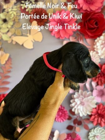 Image de la portée de chiot de l'élévage EARL CRACKERS