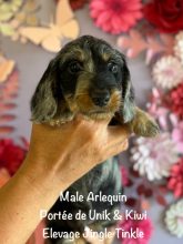 Chiots de race Teckel à vendre chez l'éleveur EARL CRACKERS