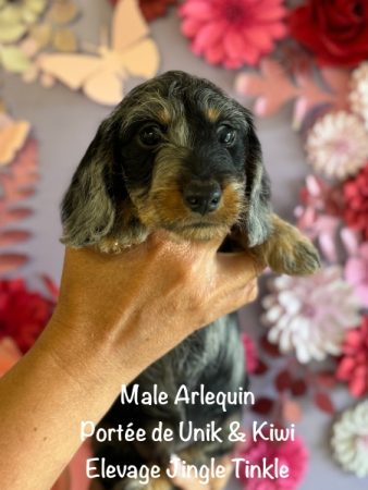 Image de la portée de chiot de l'élévage EARL CRACKERS