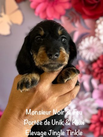 Image de la portée de chiot de l'élévage EARL CRACKERS