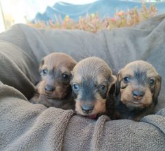 Chiots de race Teckel à vendre chez l'éleveur JOCKER OF THE QUEEN