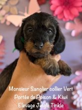 Chiots de race Teckel à vendre chez l'éleveur EARL CRACKERS