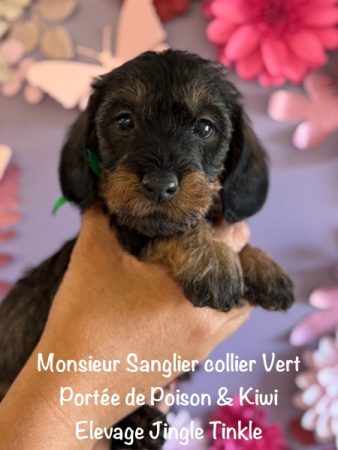 Image de la portée de chiot de l'élévage EARL CRACKERS