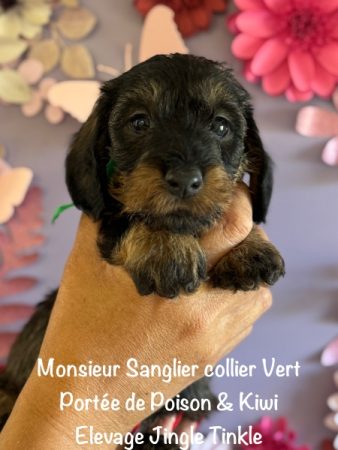 Image de la portée de chiot de l'élévage EARL CRACKERS