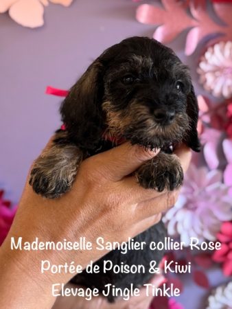 Image de la portée de chiot de l'élévage EARL CRACKERS