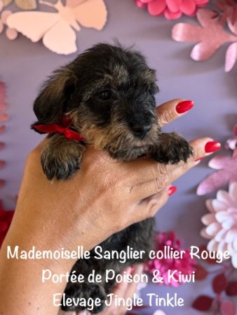 Image de la portée de chiot de l'élévage EARL CRACKERS