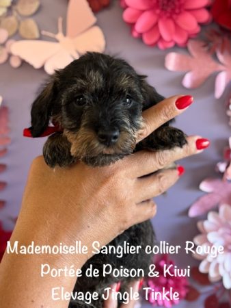Image de la portée de chiot de l'élévage EARL CRACKERS