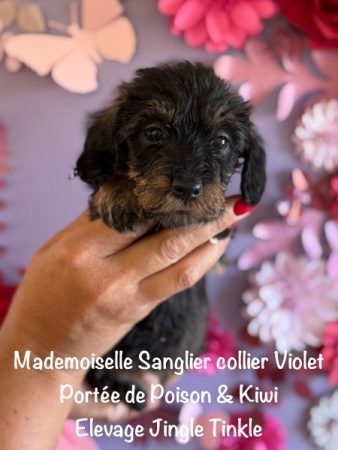 Image de la portée de chiot de l'élévage EARL CRACKERS